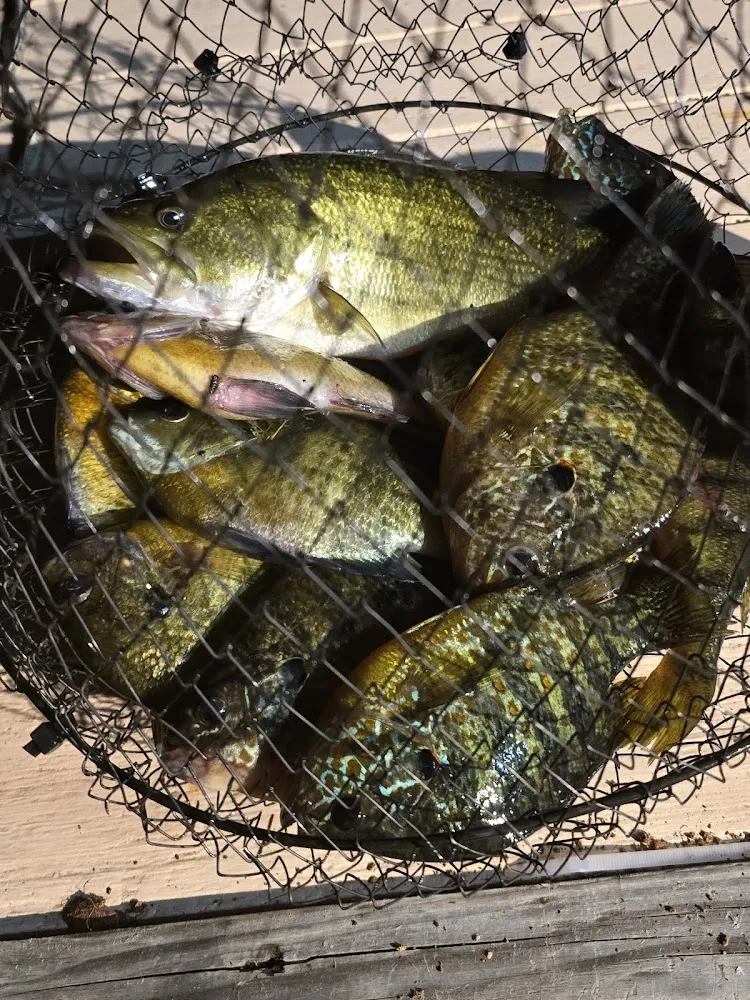 Walleye